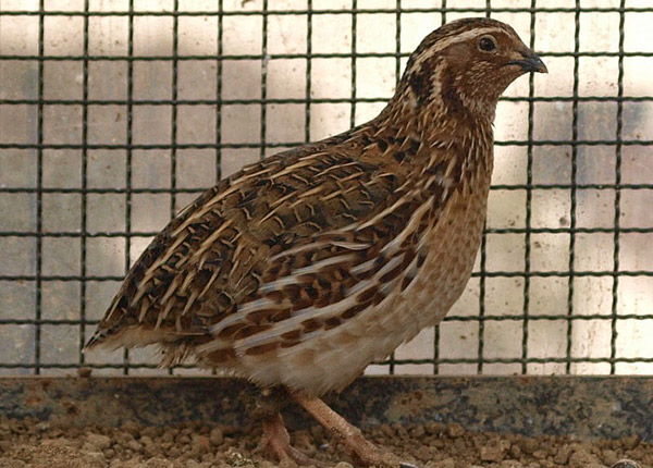 budidaya burung malon