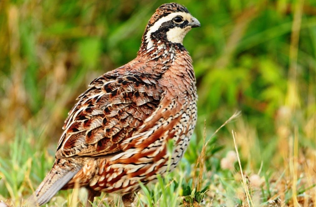 Fakta Unik Asal Usul Burung&nbsp;Malon